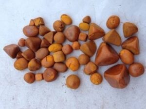 Buy Best Ox Cow Gallstones online - Minerva Foods SA