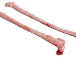 Quality Frozen Pork Penis - Frozen Pork Exporters